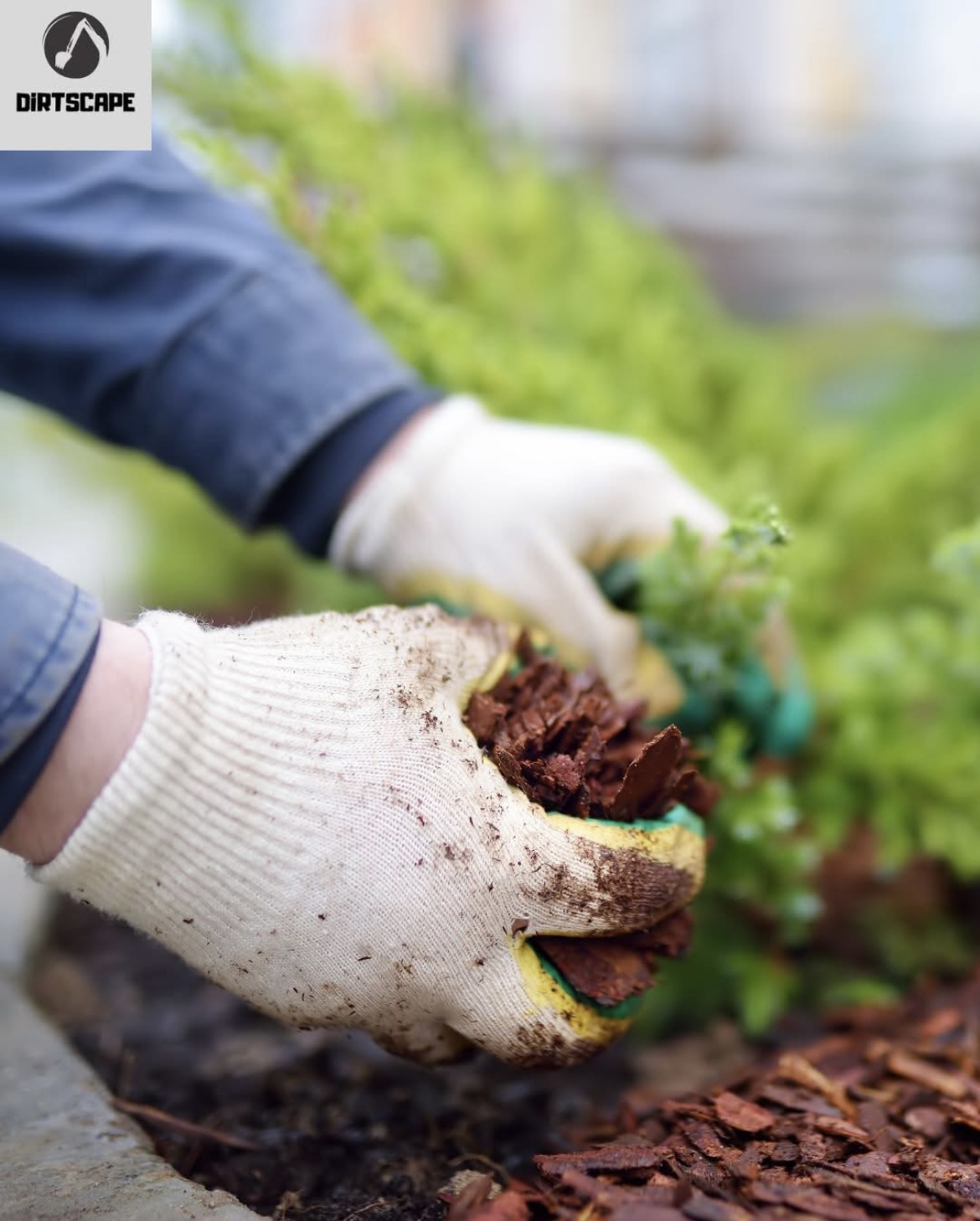 Applying fresh mulch around plants for a clean, healthy garden bed